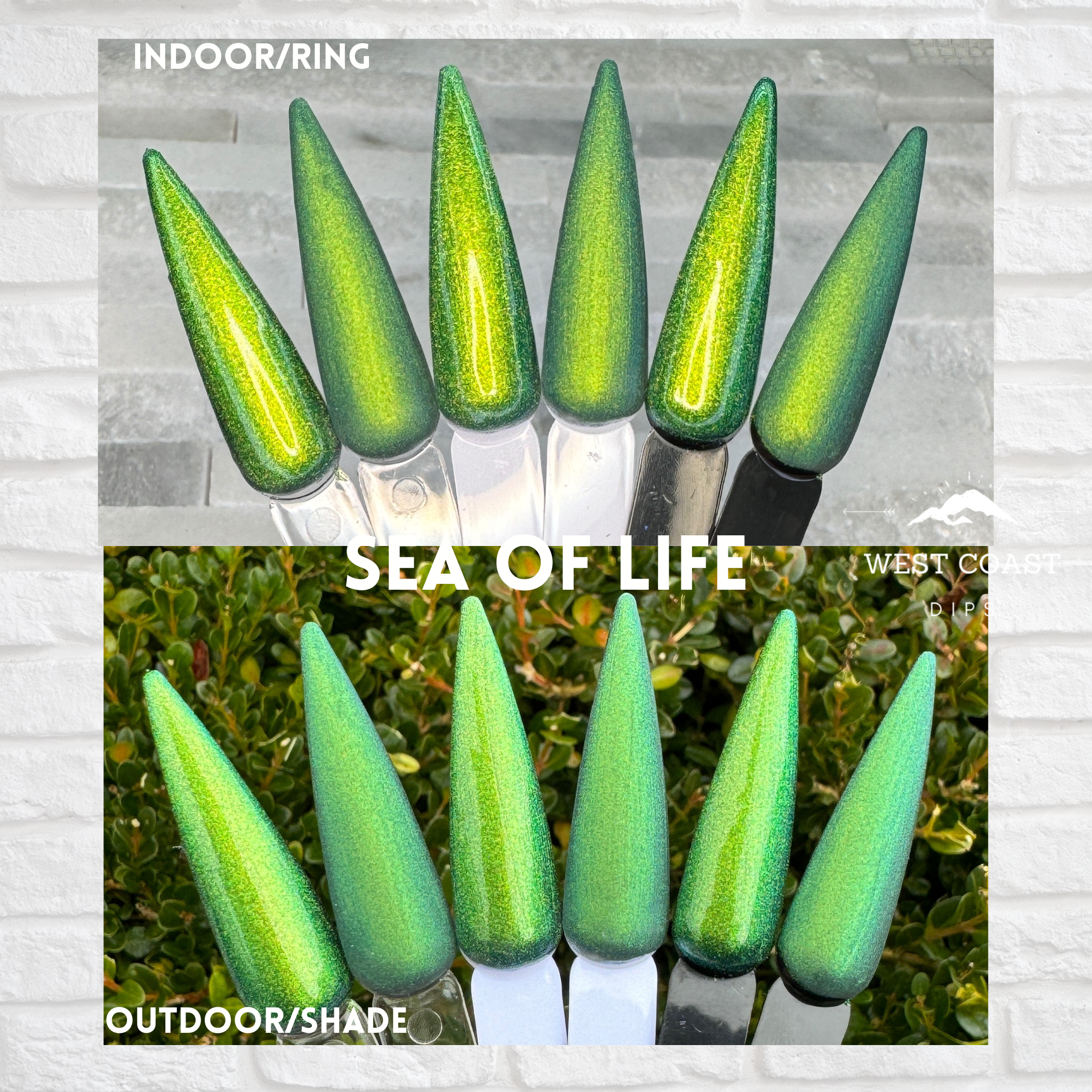 Sea of Life
